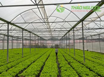 thao-nguyen-farm-01.jpg