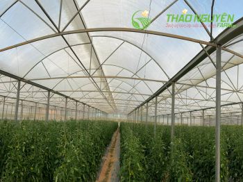 thao-nguyen-farm-08.jpg