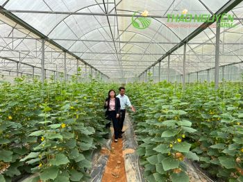 thao-nguyen-farm-12.jpg