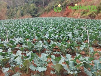 thao-nguyen-farm-38.jpg