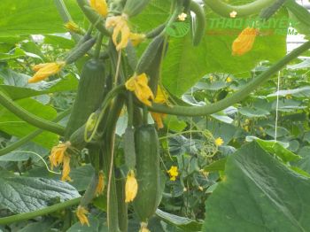 thao-nguyen-farm-48.jpg