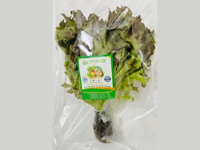 Hydroponic Red Frisee Lettuce