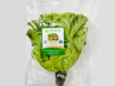 Hydroponic LoLo Lettuce