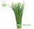 Taiwan Shallot Flower