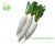 Daikon