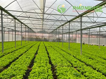 thao-nguyen-farm-04.jpg