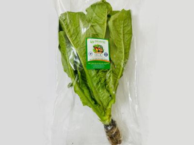 Hydroponic Romain Lettuce
