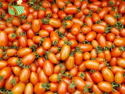 Red Roseberry Tomato Red Roseberry Tomato