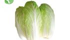 Cabbage Dalat