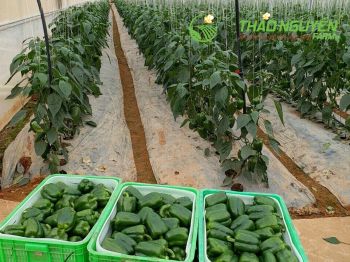 thao-nguyen-farm-22.jpg
