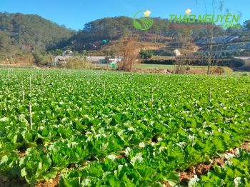 thao-nguyen-farm-45.jpg