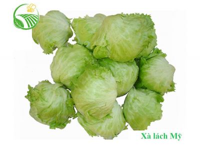 Iceberg Lettuce