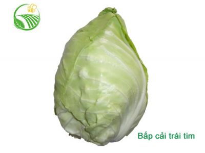 Heart Cabbage