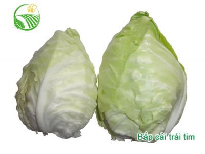 Heart Cabbage