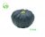 Japanese Squash