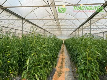 thao-nguyen-farm-05.jpg