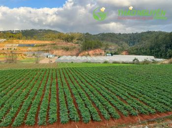thao-nguyen-farm-06.jpg