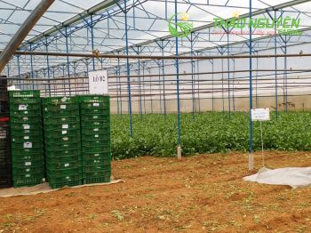 thao-nguyen-farm-17.jpg