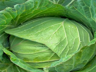 Da Lat Cabbage Da Lat Cabbage