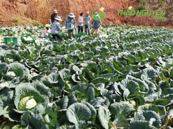 thao-nguyen-farm-34.jpg