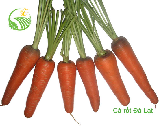 Cà Rốt Đà Lạt