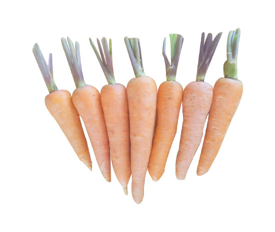 Cà Rốt Đà Lạt