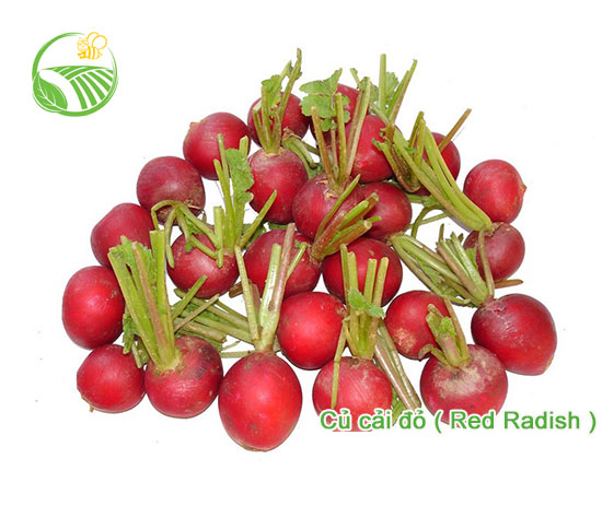 Củ Cải Đỏ