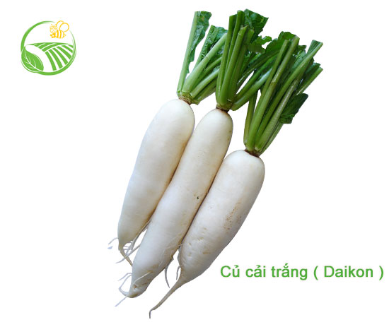 Daikon