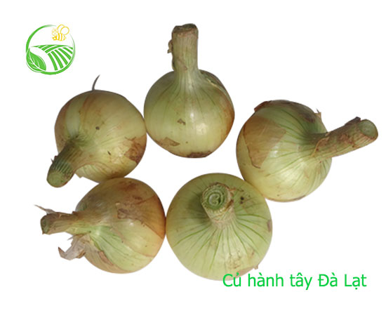 Hành Tây Đà Lạt