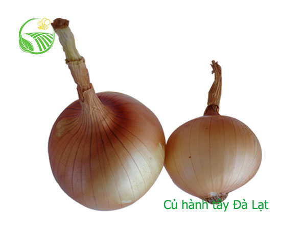 Hành Tây Đà Lạt