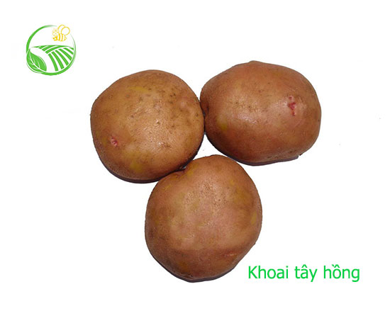 Khoai Tây Hồng