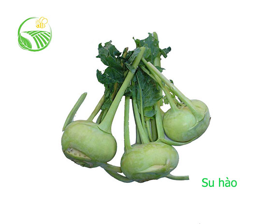 Su Hào