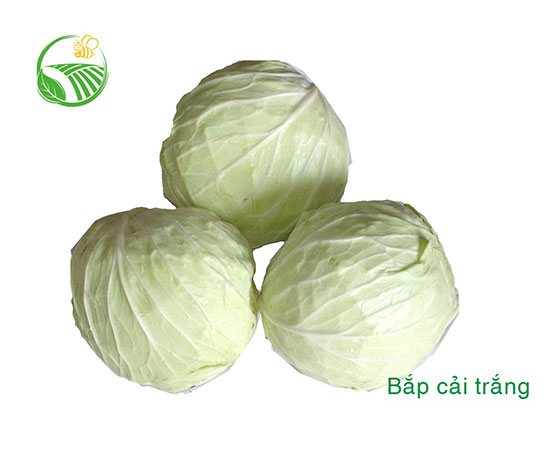 Cabbage