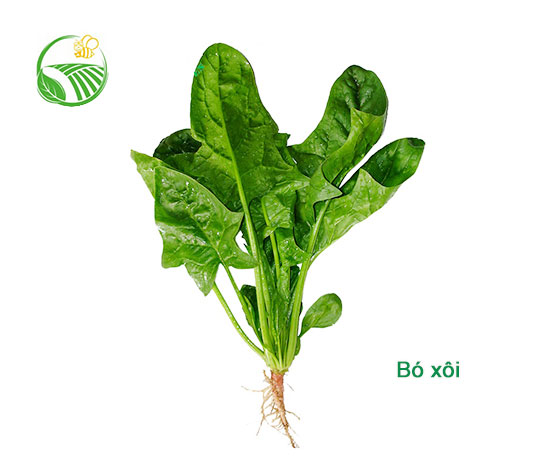 Spinach