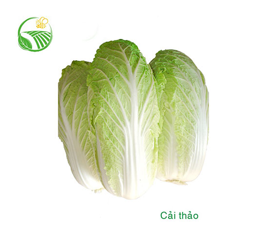 Cabbage Dalat