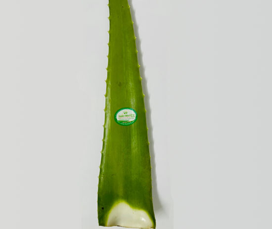 Nha Đam