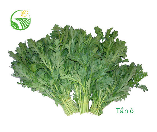 Rau Tần Ô