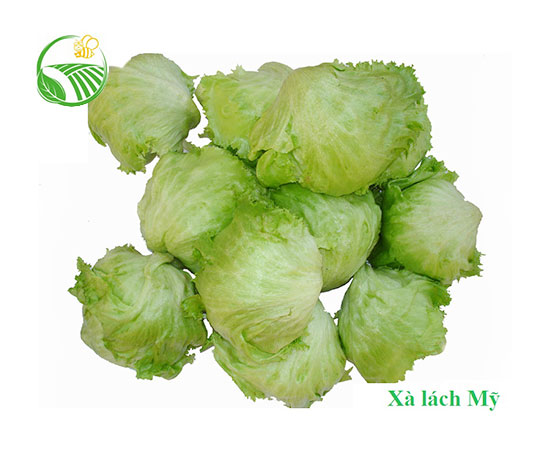 Iceberg Lettuce