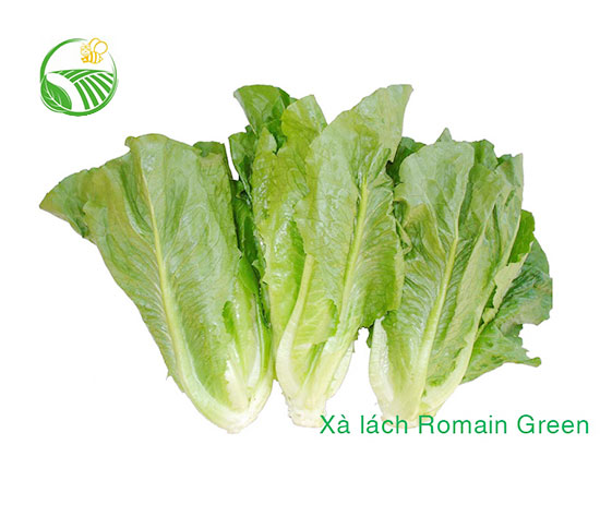 Xà Lách Romaine Green Xà Lách Romaine Green