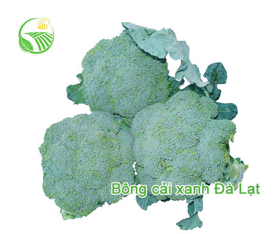 Broccoli