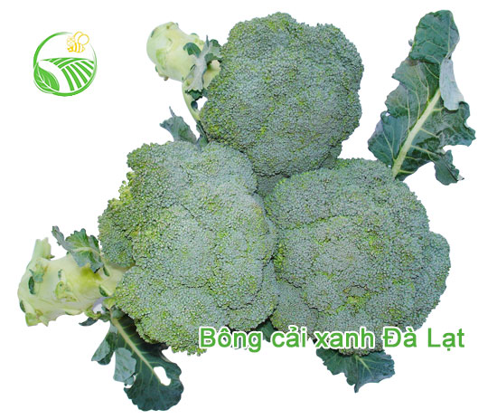 Broccoli