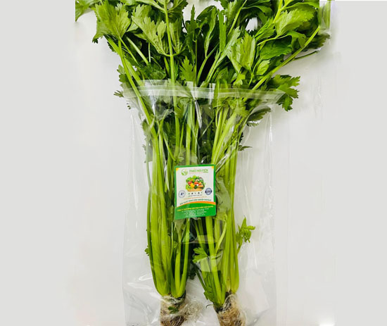 Hydroponics Celery