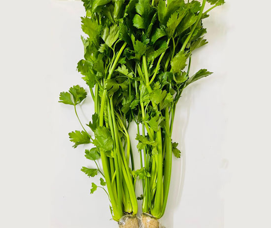Hydroponics Celery