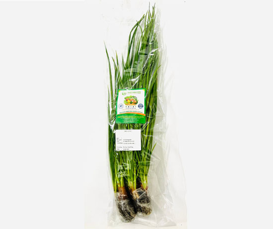Hydroponic Green Onion