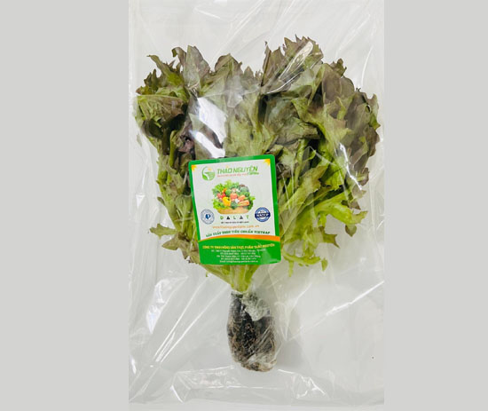 Xà Lách Frisee Đỏ Thủy Canh