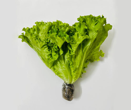 Xà Lách LoLo Thủy Canh