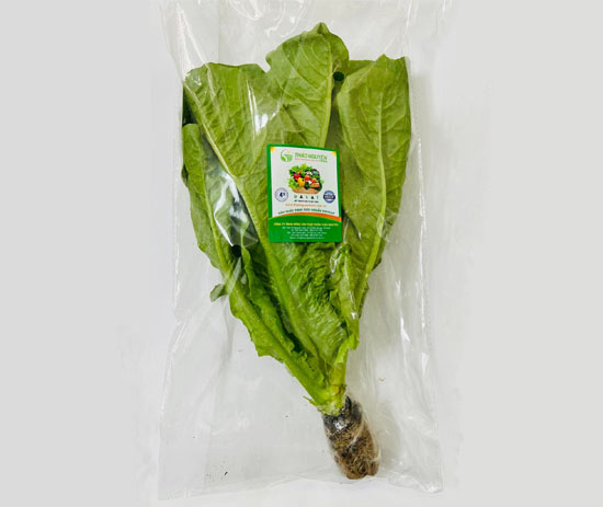 Hydroponic Romain Lettuce