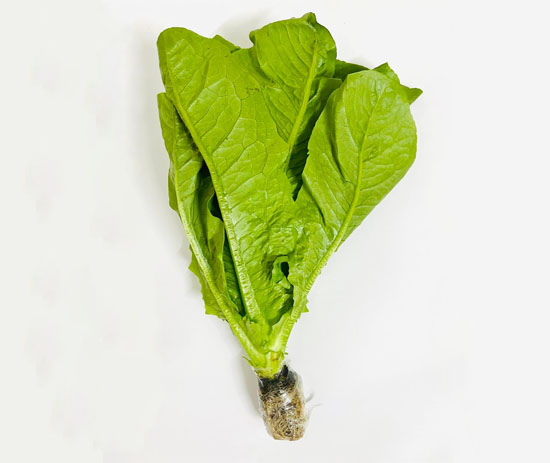 Hydroponic Romain Lettuce