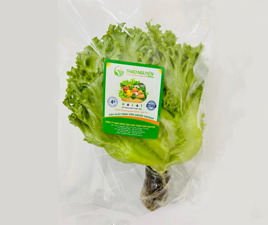 Hydroponic Glass Lettuce