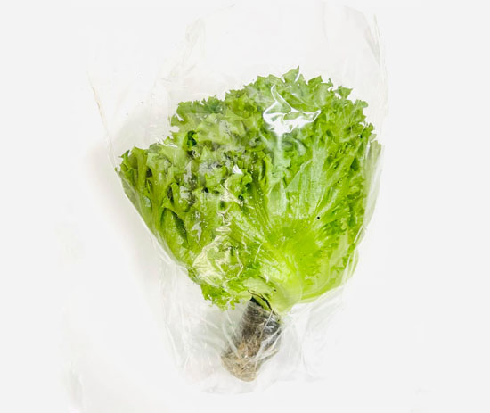 Hydroponic Glass Lettuce